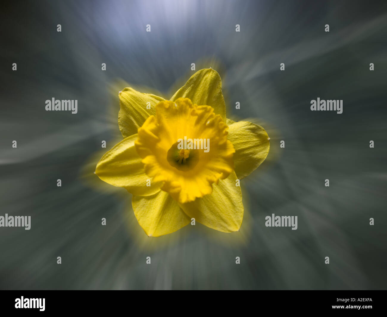 Close up of Daffodil with Green zoomed background Stock Photo