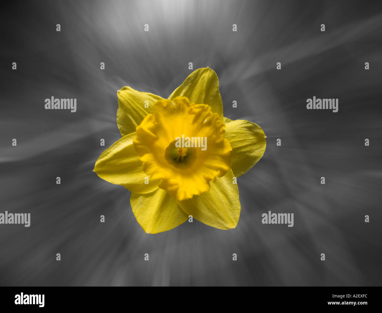 Close up of Daffodil with Grey zoomed background Stock Photo