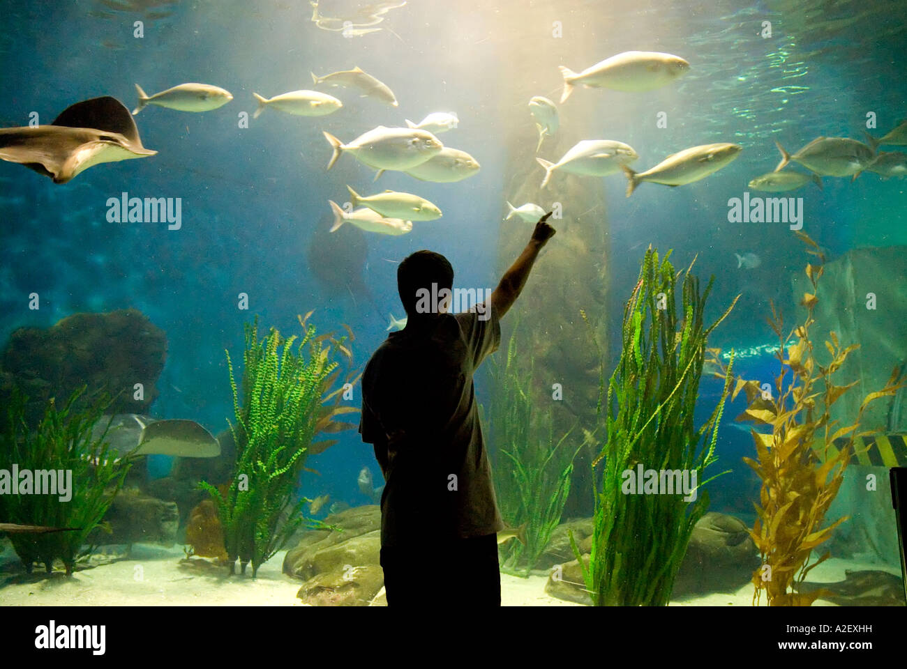 Boy pointing at marine life stingrays sharks in Oceanarium fish bowl