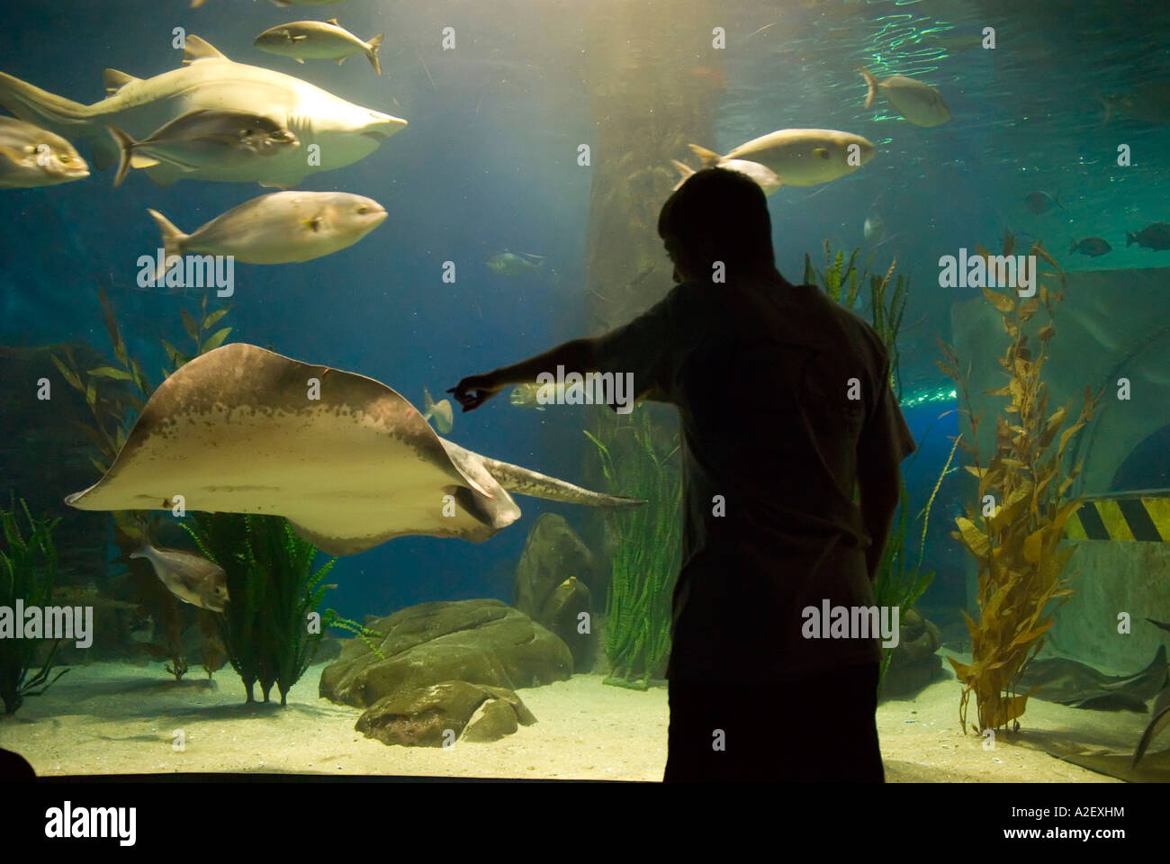 Boy pointing at marine life stingrays sharks in Oceanarium fish bowl