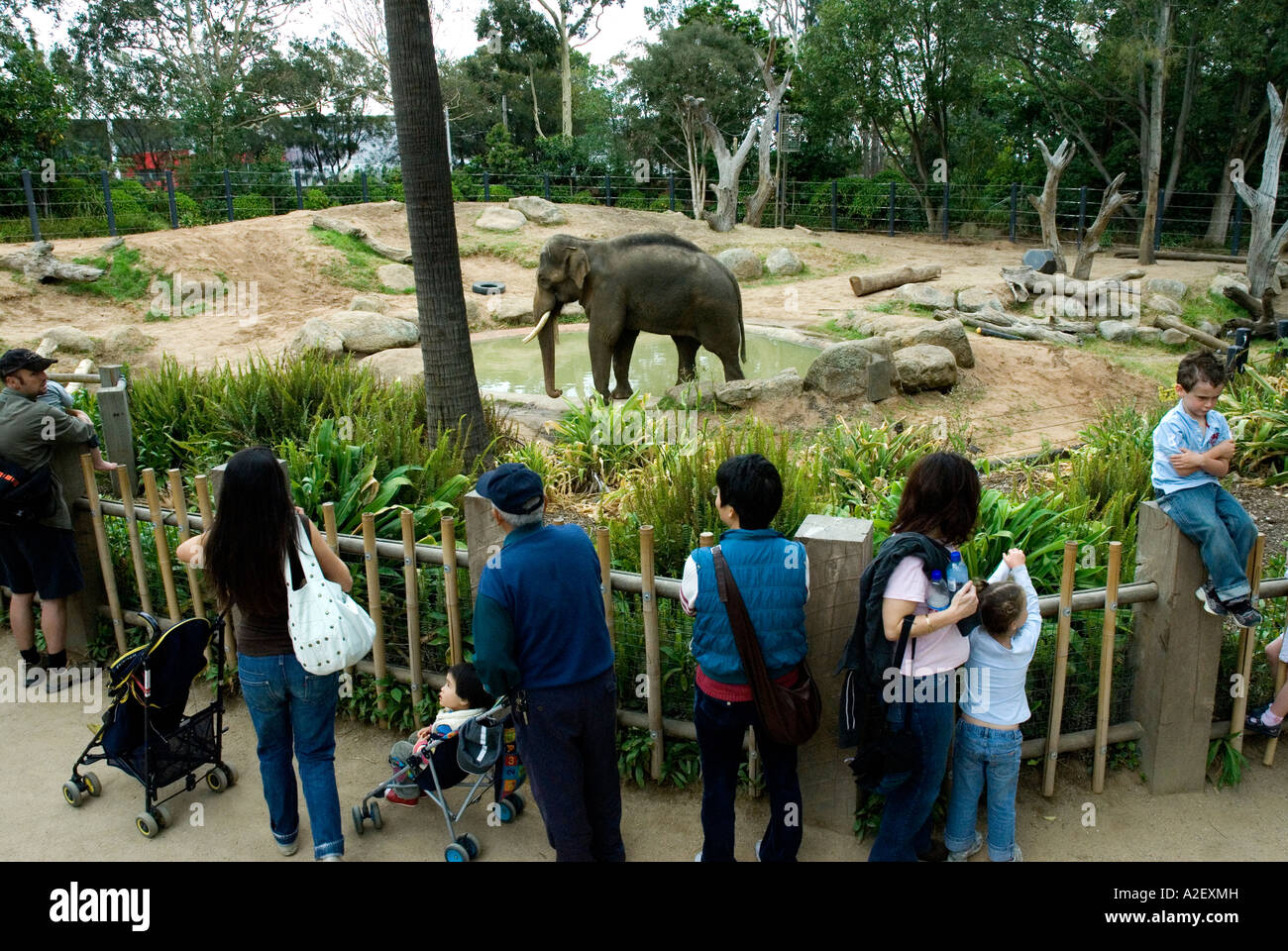 Royal Melbourne Zoological Gardens Zoo Victoria Australia Elephants