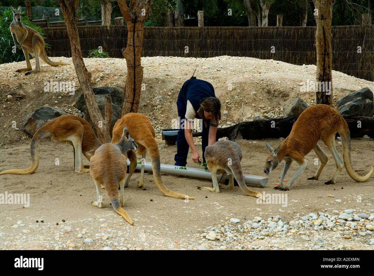 Keeper feeding kangaroos Royal Melbourne Zoological Gardens Zoo
