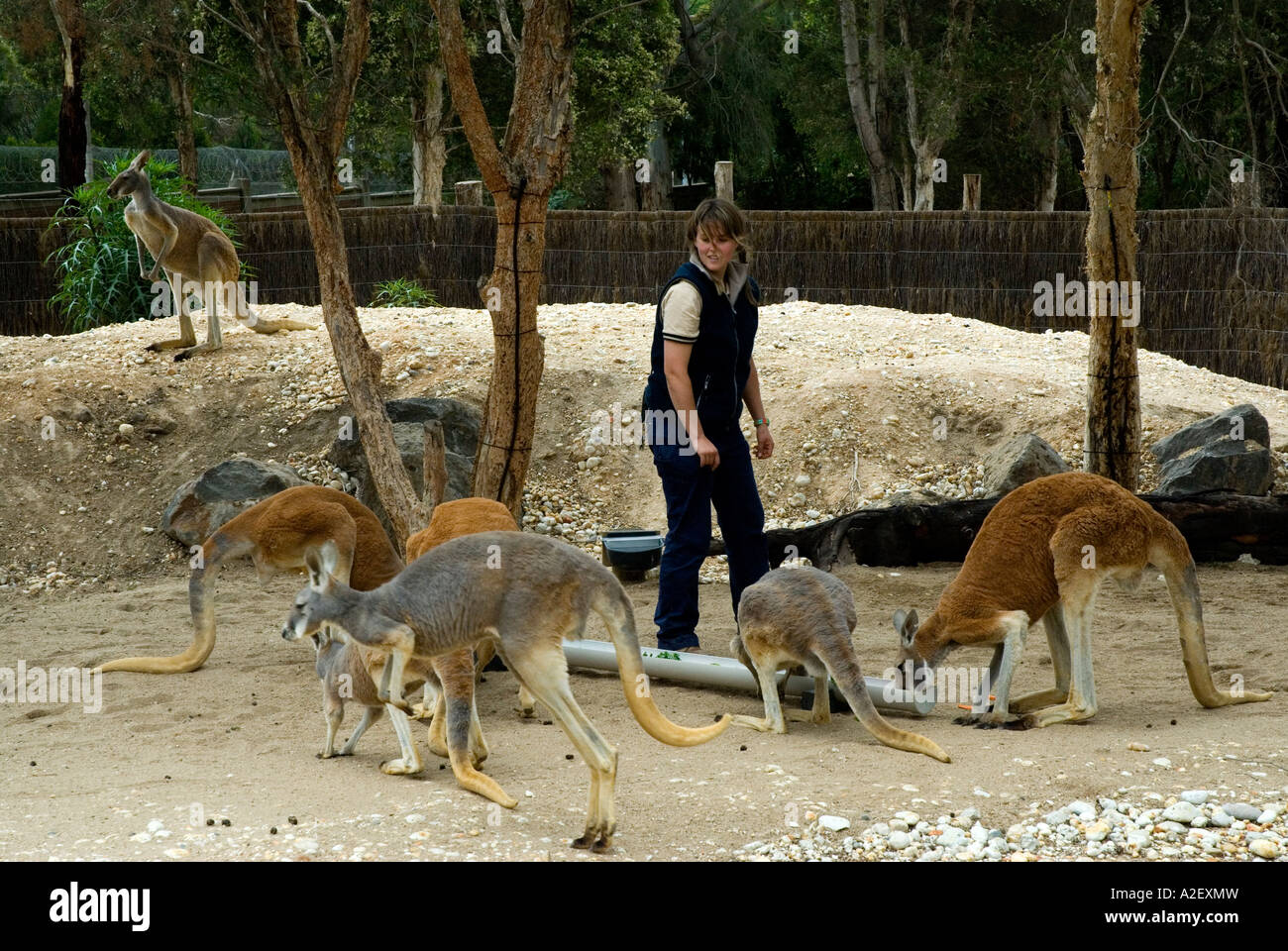 Keeper feeding kangaroos Royal Melbourne Zoological Gardens Zoo