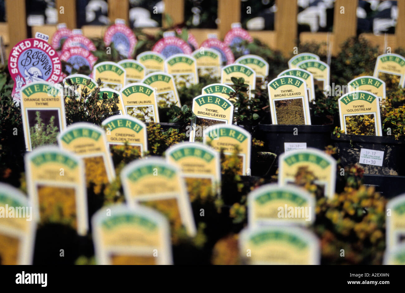 Potted herbs for sale at a garden centre Stock Photo Alamy