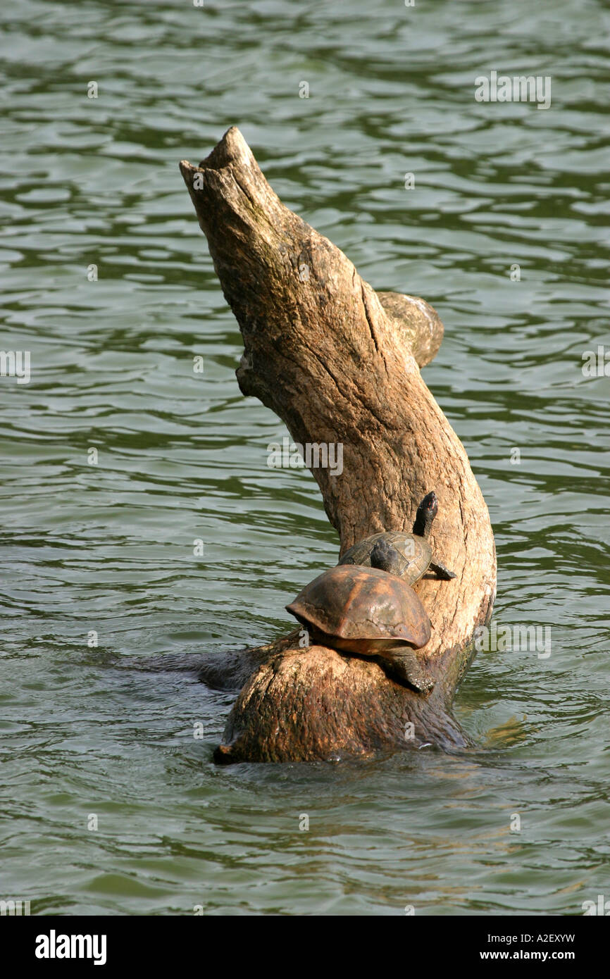 Sri Lanka wildlife: Two terrapins sun themselves on a log, Kandy Lake, Sri Lanka Stock Photo