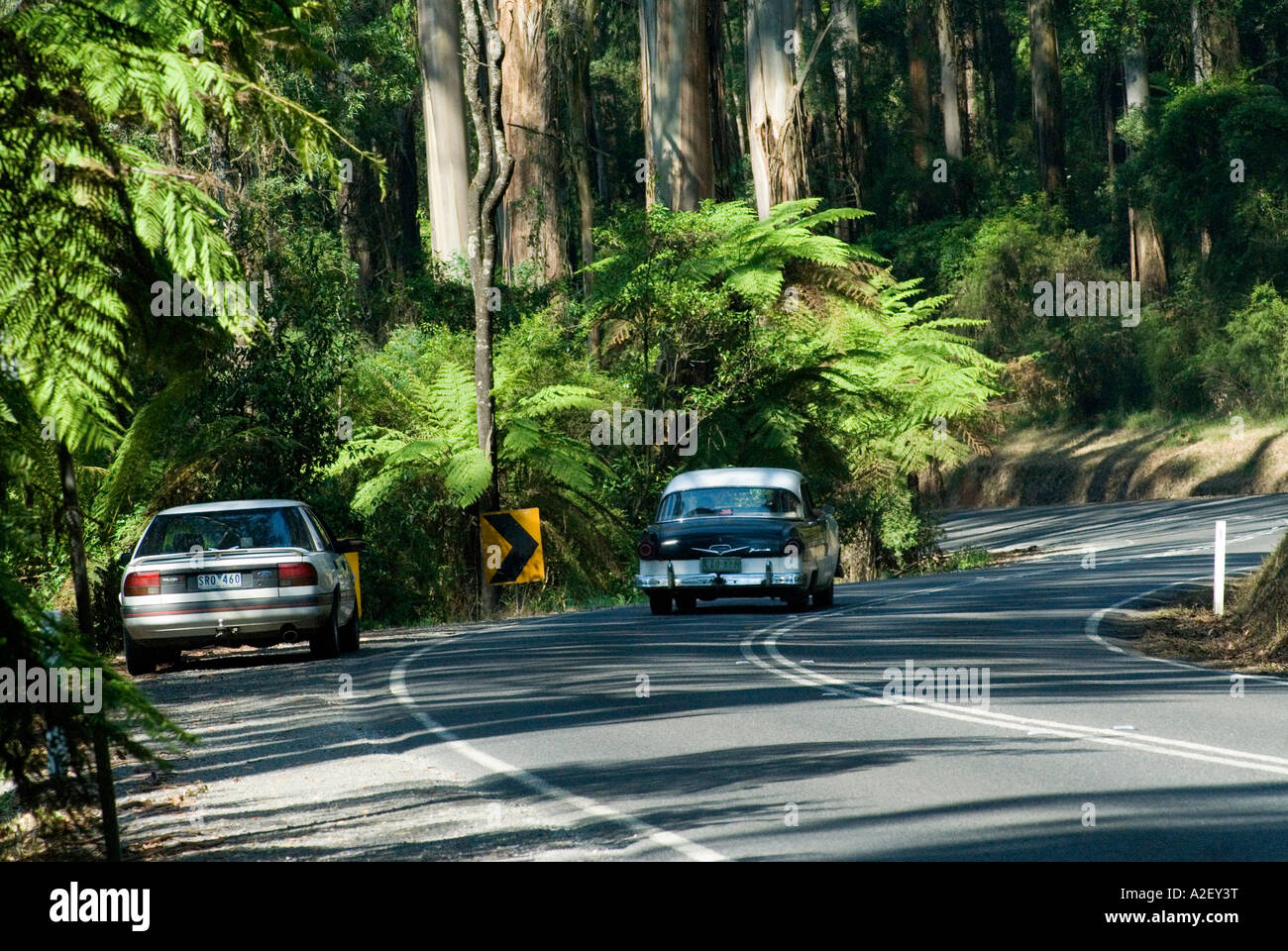 Cars on the Monbulk Road Dandenong Ranges National Park Victoria