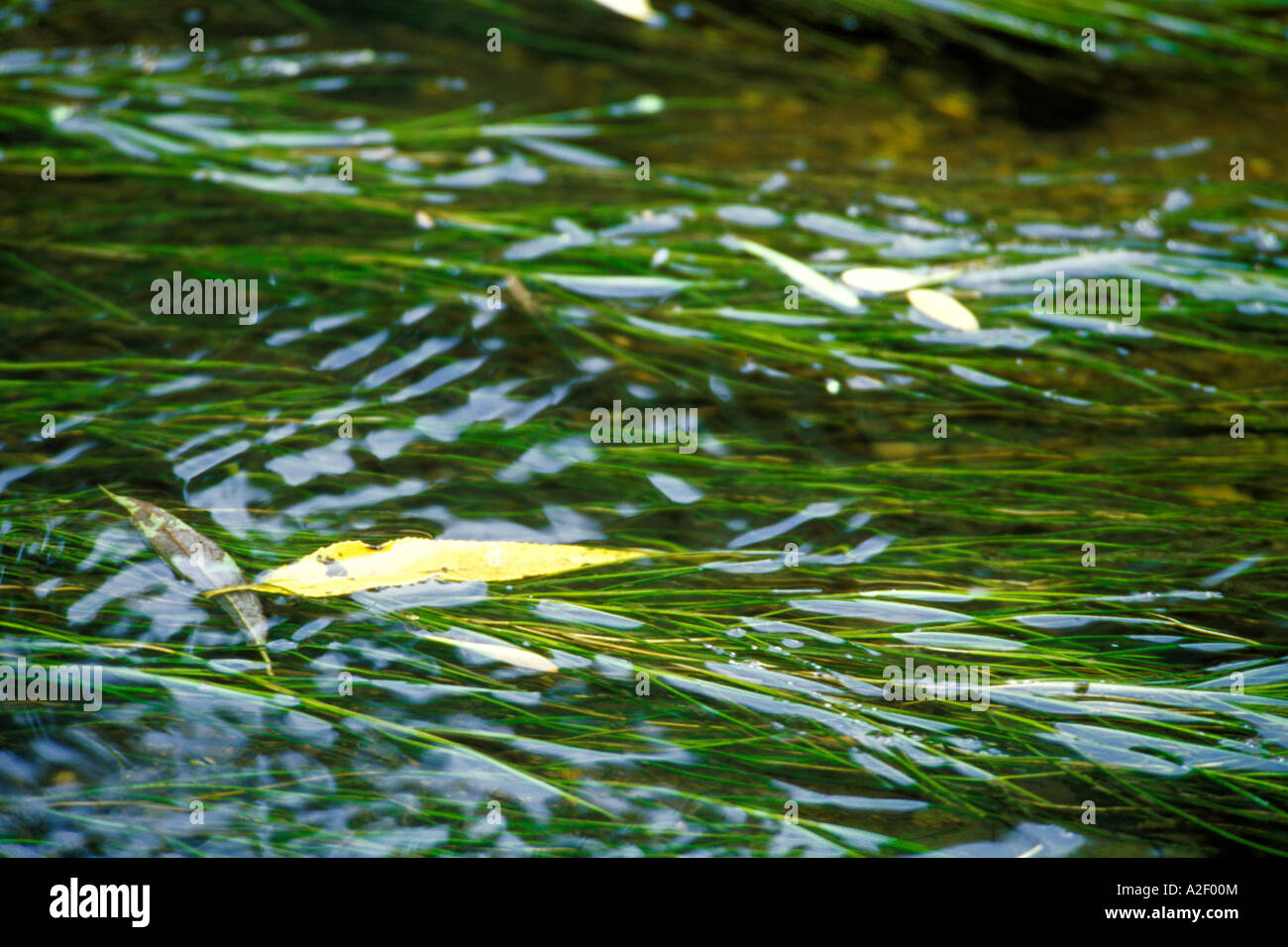 Closeup of grass and leaves in flowing water Stock Photo