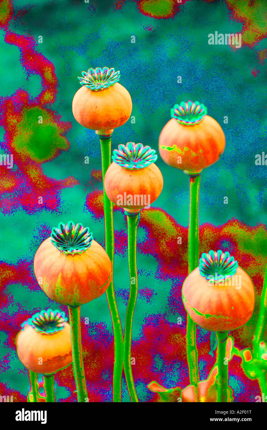 Poppy seed heads in a domestic garden Stock Photo Alamy