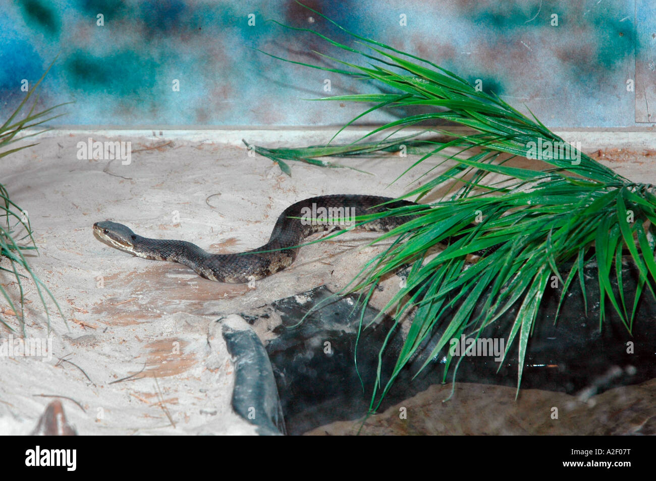 P32 012 Okefenokee Cottonmouth Snake Stock Photo Alamy