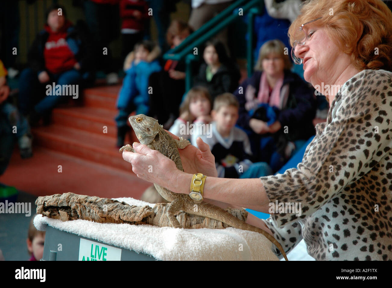 P32 198 Reptile Lady handles Lizard London Childrens Museum Ontario Canada 1 Stock Photo Alamy
