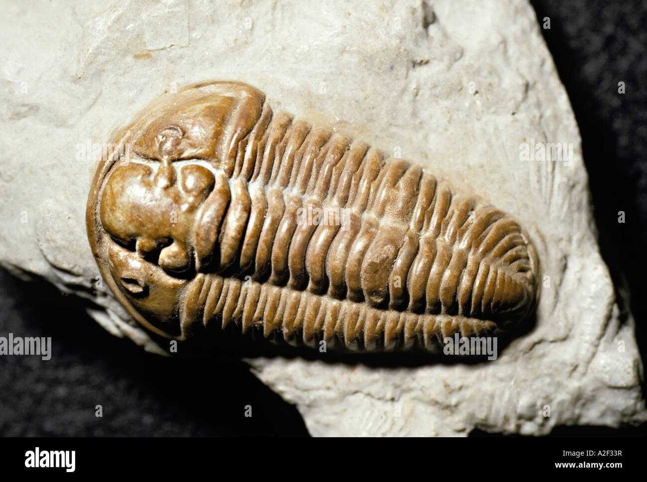 Trilobite fossil Calymene blamenbachii replica Stock Photo