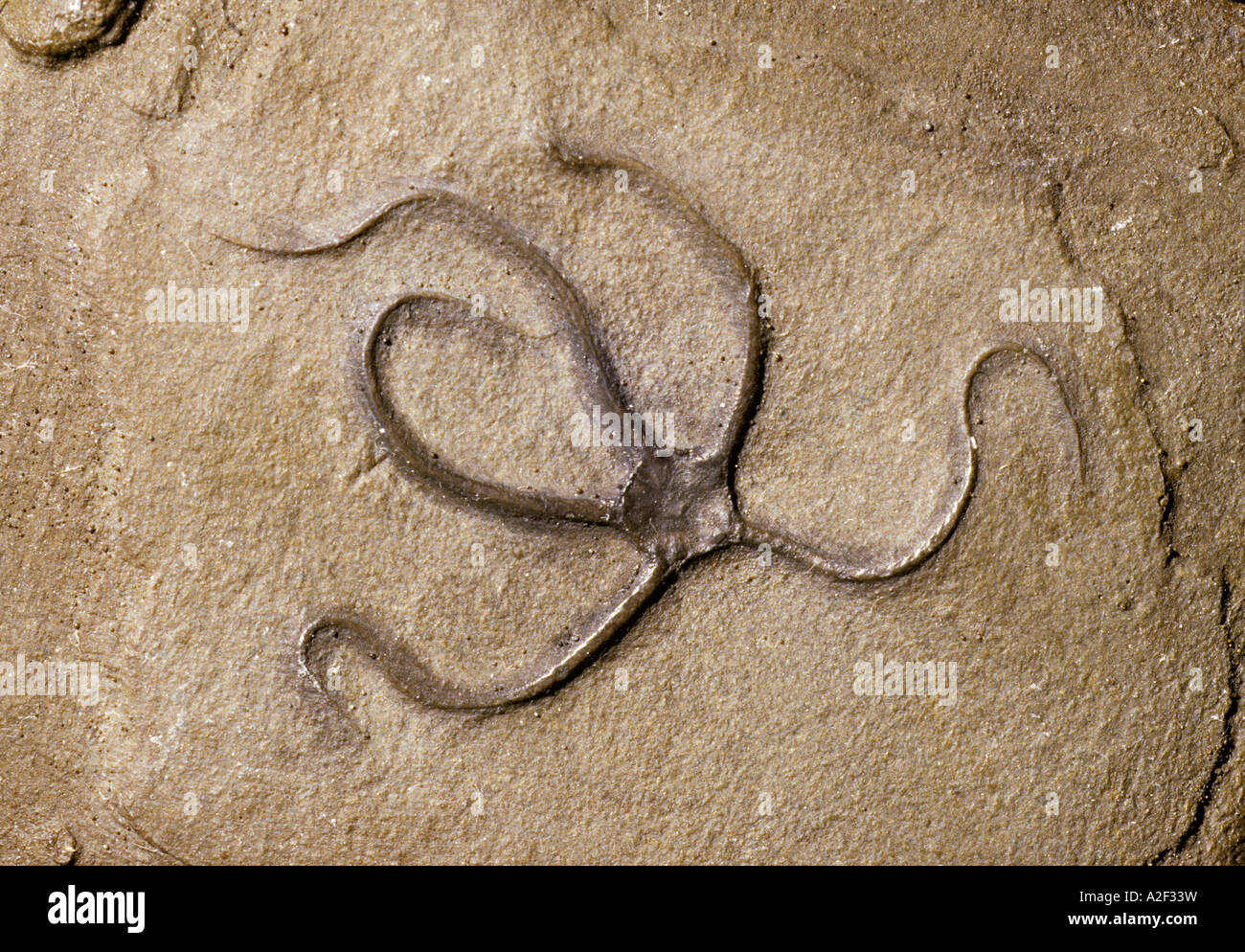 Brittlestar starfish fossil Stock Photo