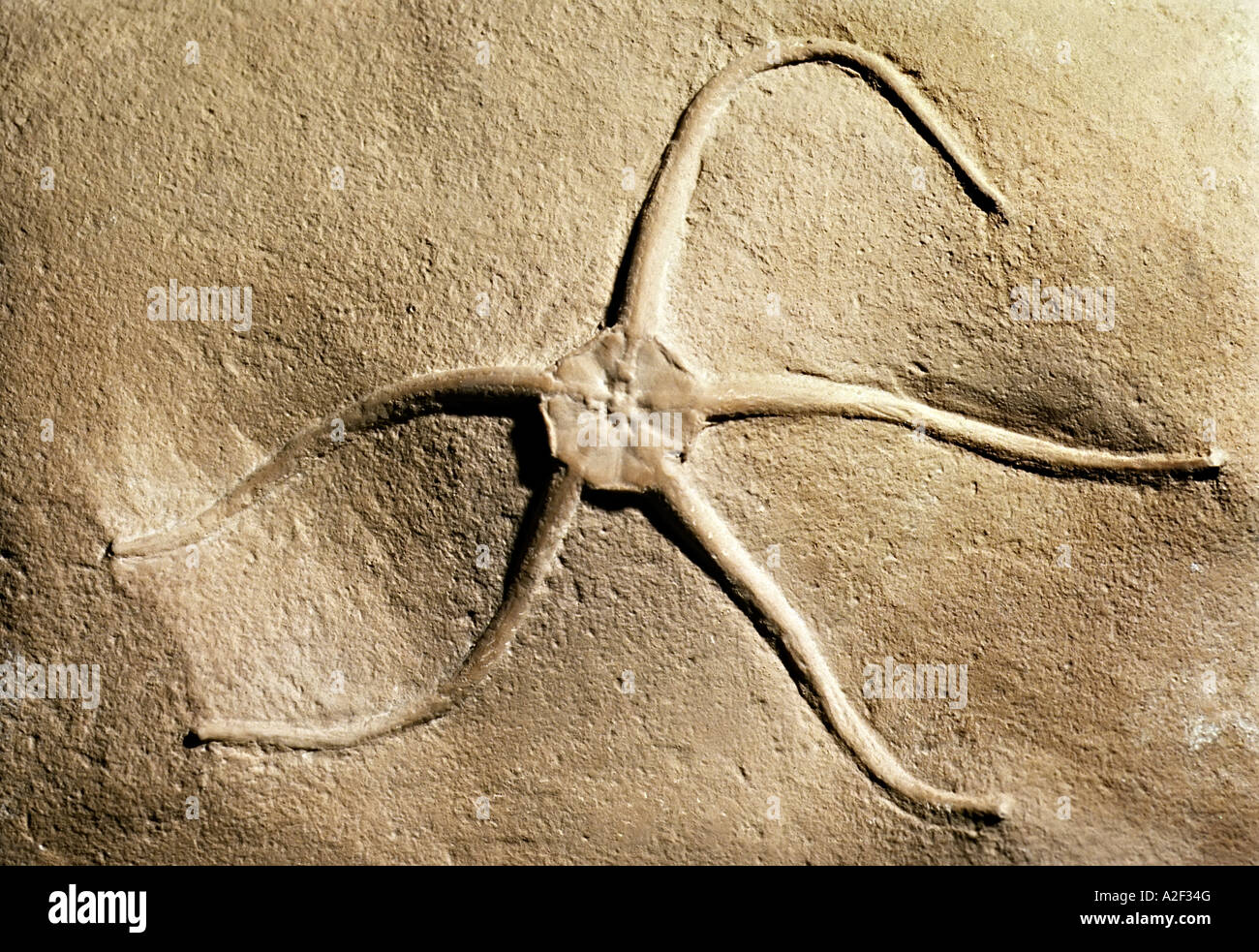 Brittlestar starfish fossil Stock Photo Alamy