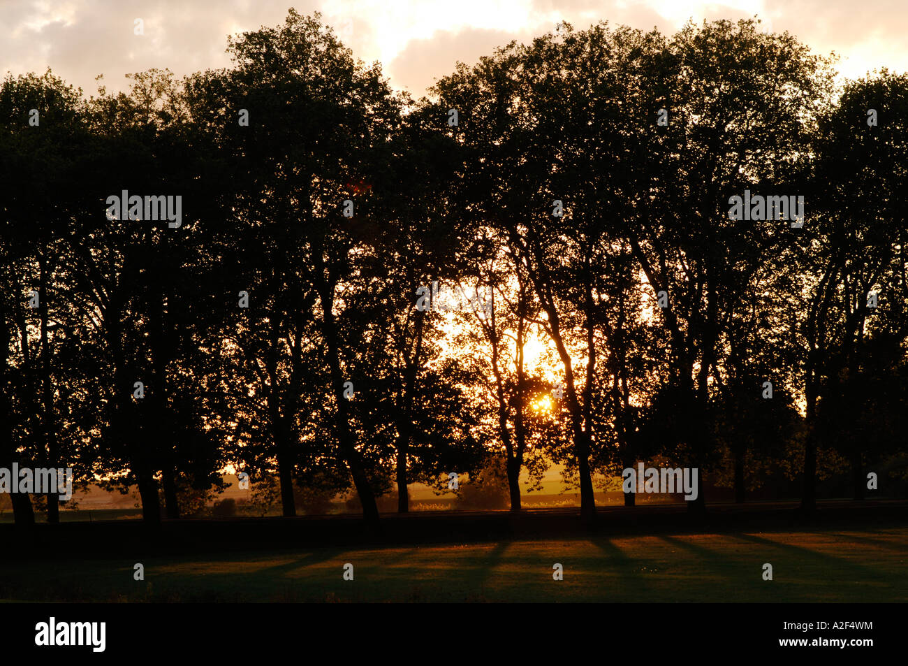 Avenue sunset hi-res stock photography and images - Alamy