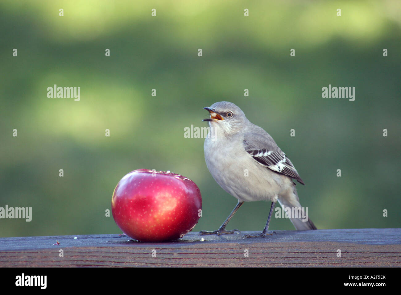 Northern Mockingbird eating a piece of apple Stock Photo Alamy