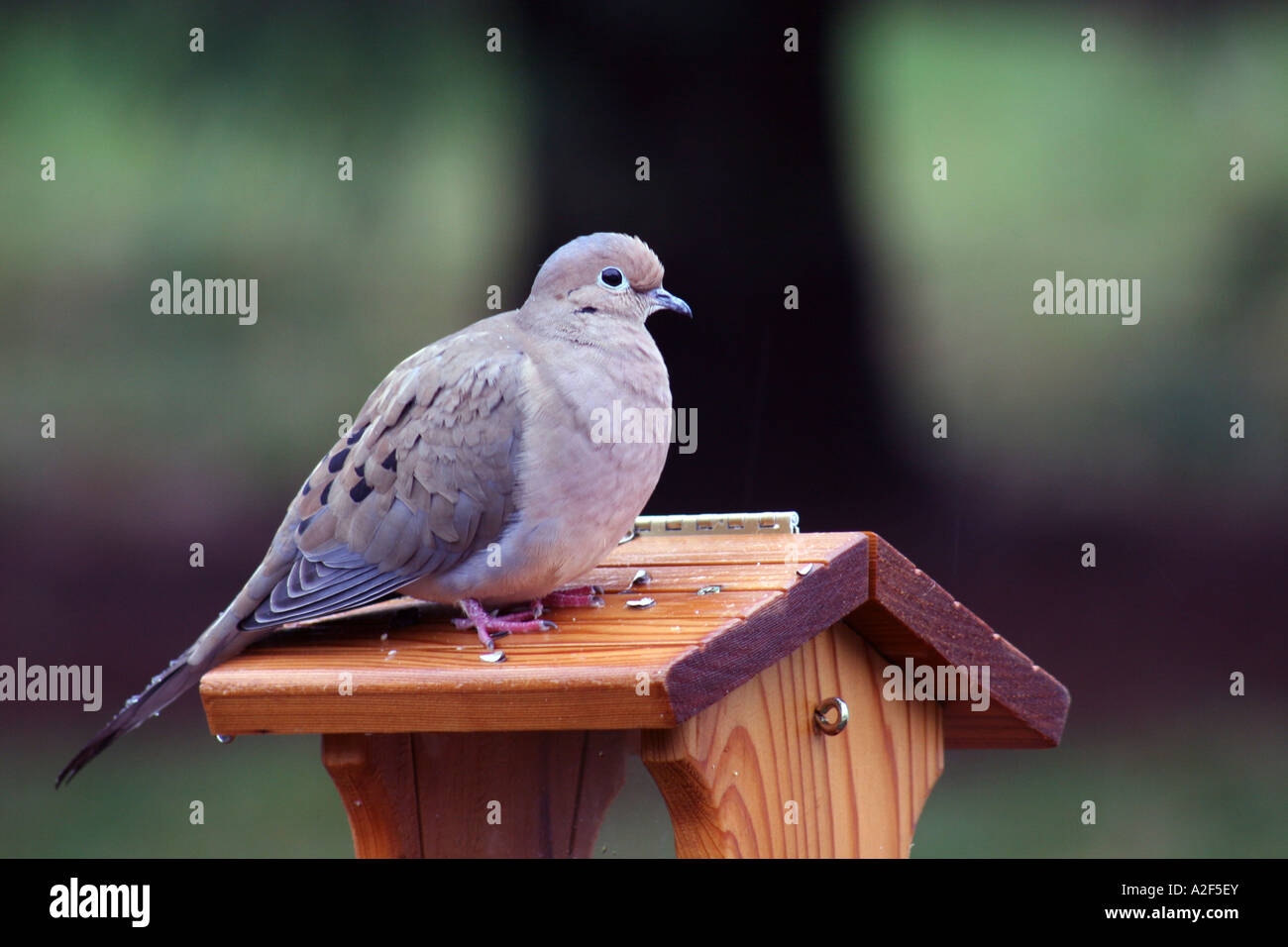 Mourning Dove sitting on top of bird hopper feeder Stock Photo Alamy