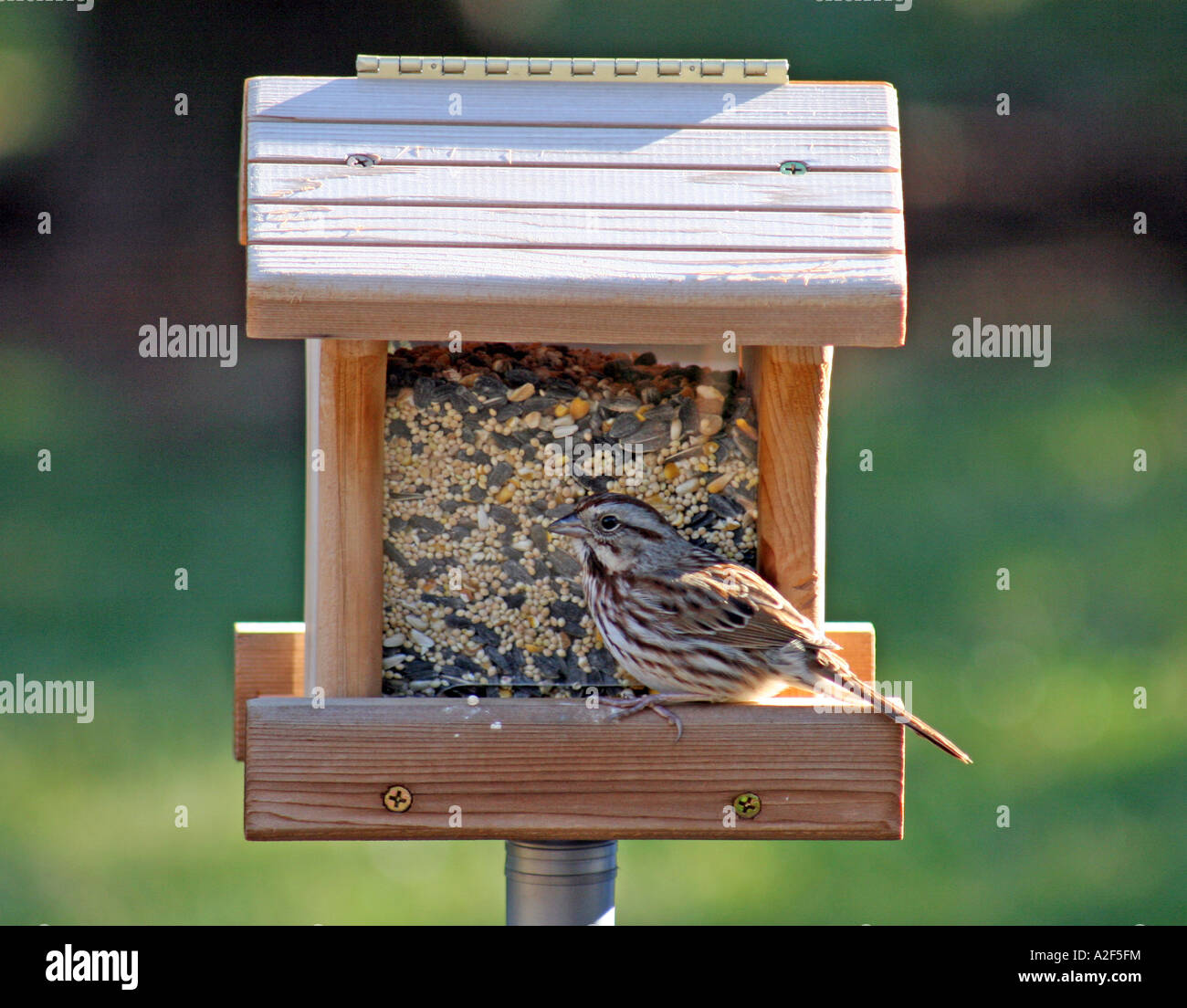 Song Sparrow At Bird Feeder Stock Photo 10504327 Alamy