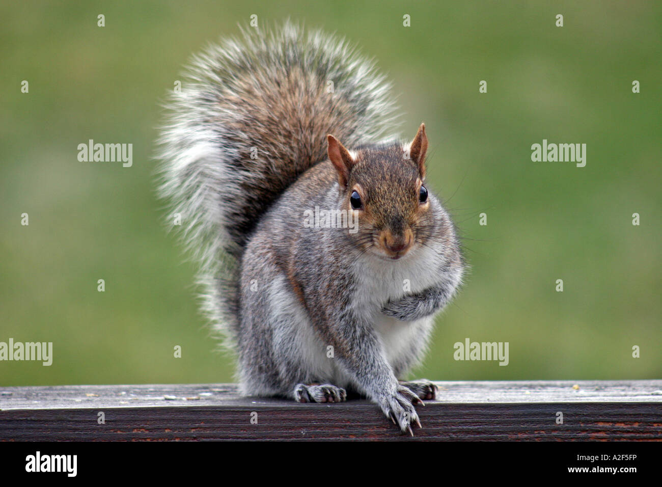 Eastern Gray Squirrel clutching heart Stock Photo