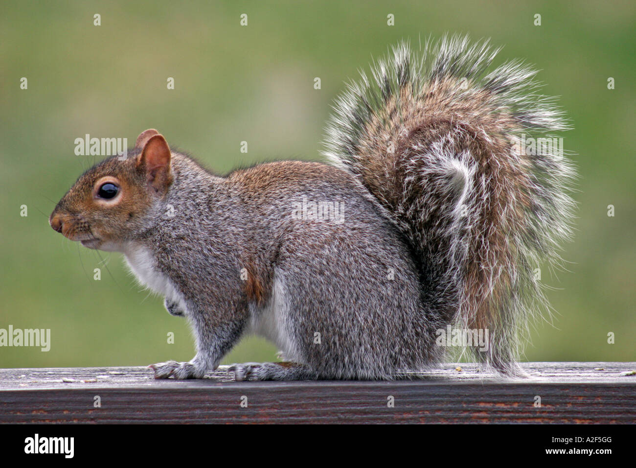 Eastern Gray Squirrel on railing profile Stock Photo
