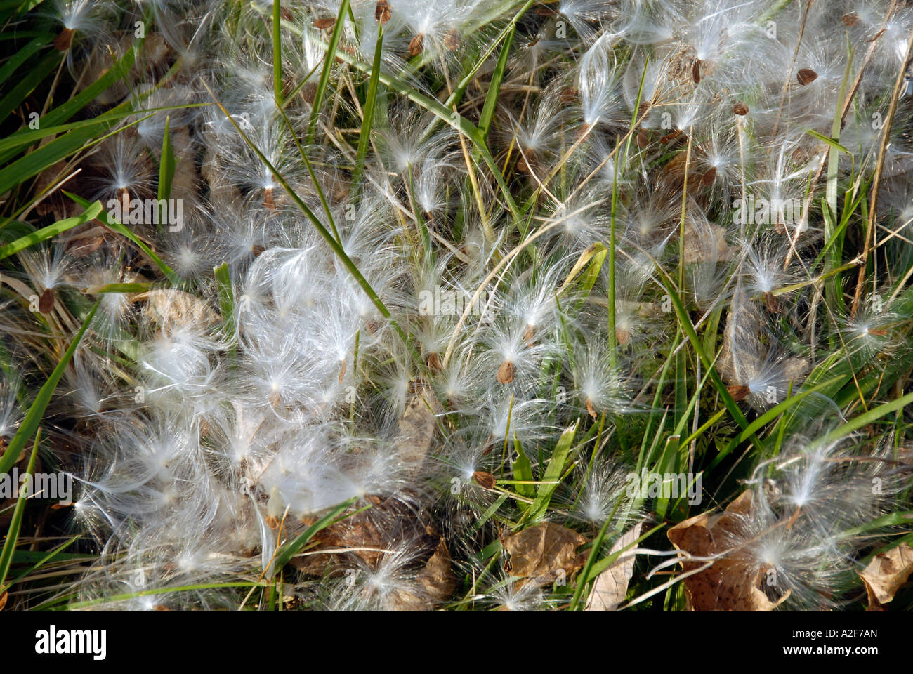 Milkweed seeds on grass Stock Photo