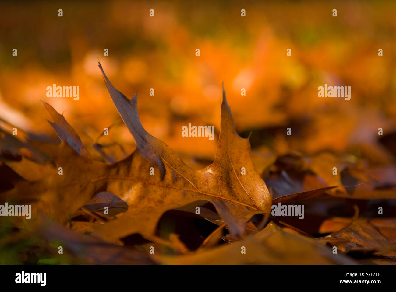 Fallen Autumn Leaves Stock Photo