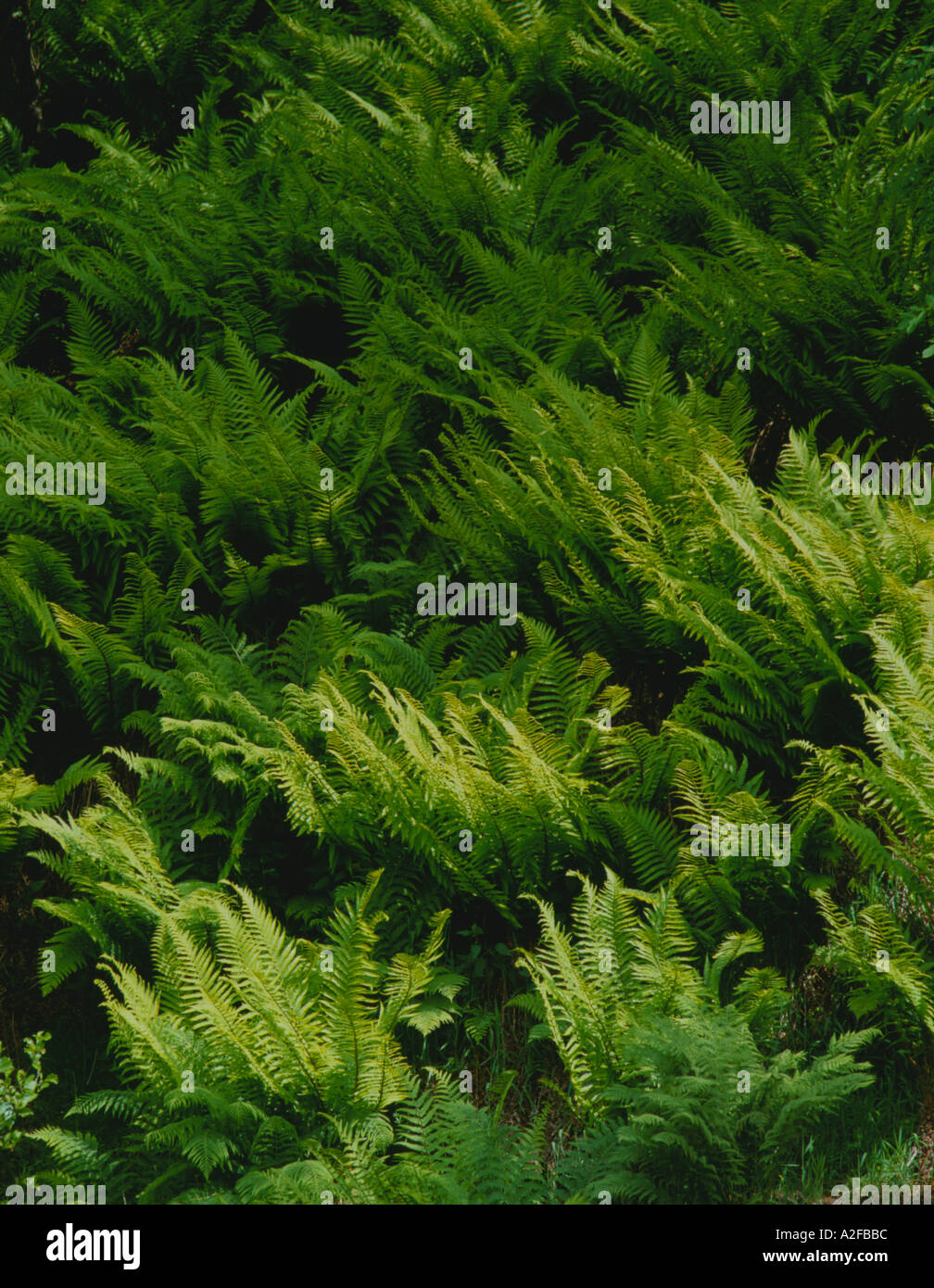 Bank of ferns; 'Male Fern' (Dryopteris filix mas), Cheviot Hills, Northumberland, England, UK. Stock Photo