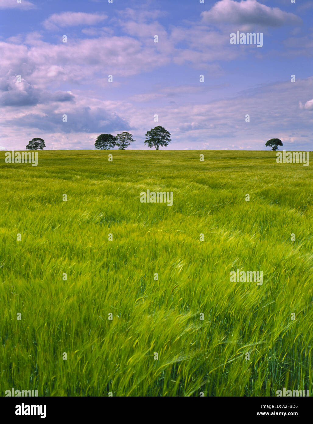 Spring Country Field Scene Clouds sky field england spring hi-res stock photography and images - Alamy