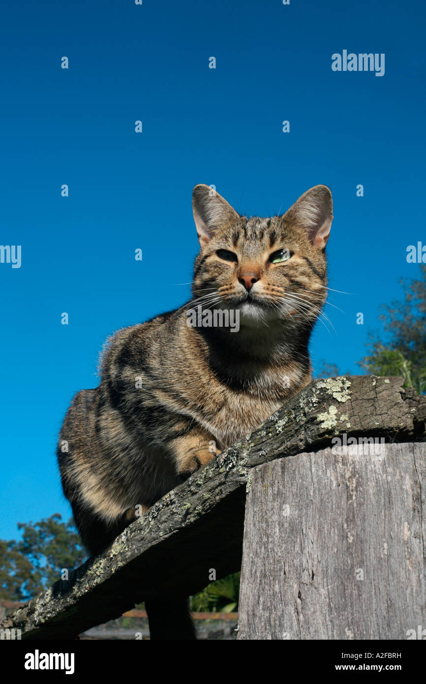 A Tabby cat warms in the morning sunshine with a blue sky Stock Photo ...