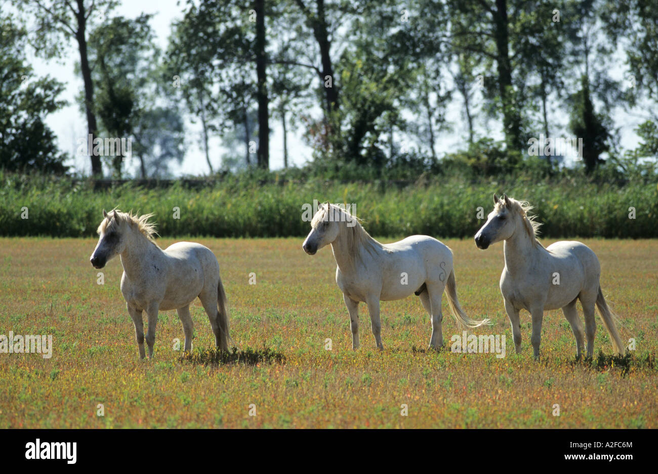 three white horses in a field Camargue horse Stock Photo