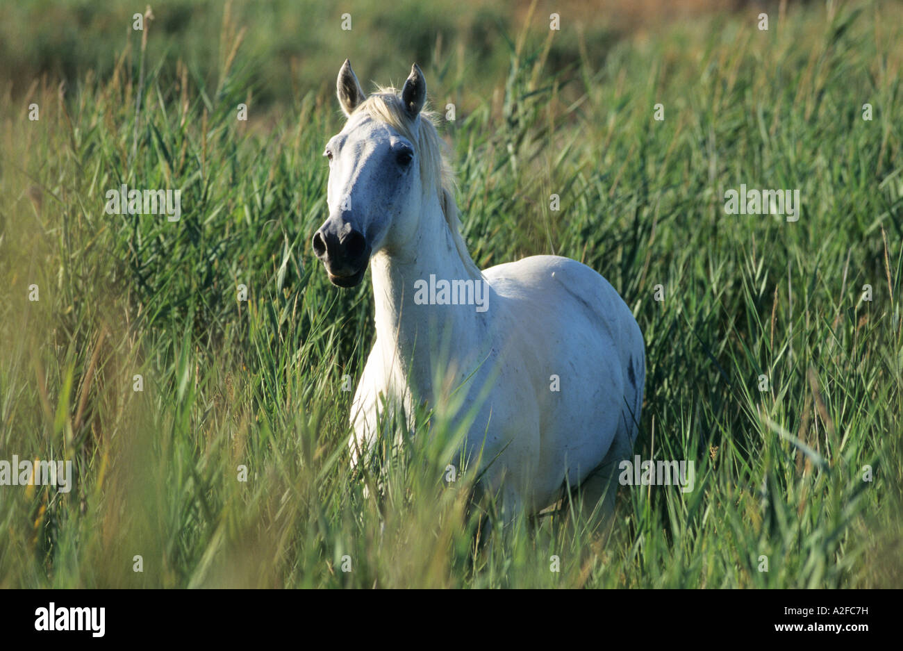 a white horse in a field Camargue Horse Stock Photo