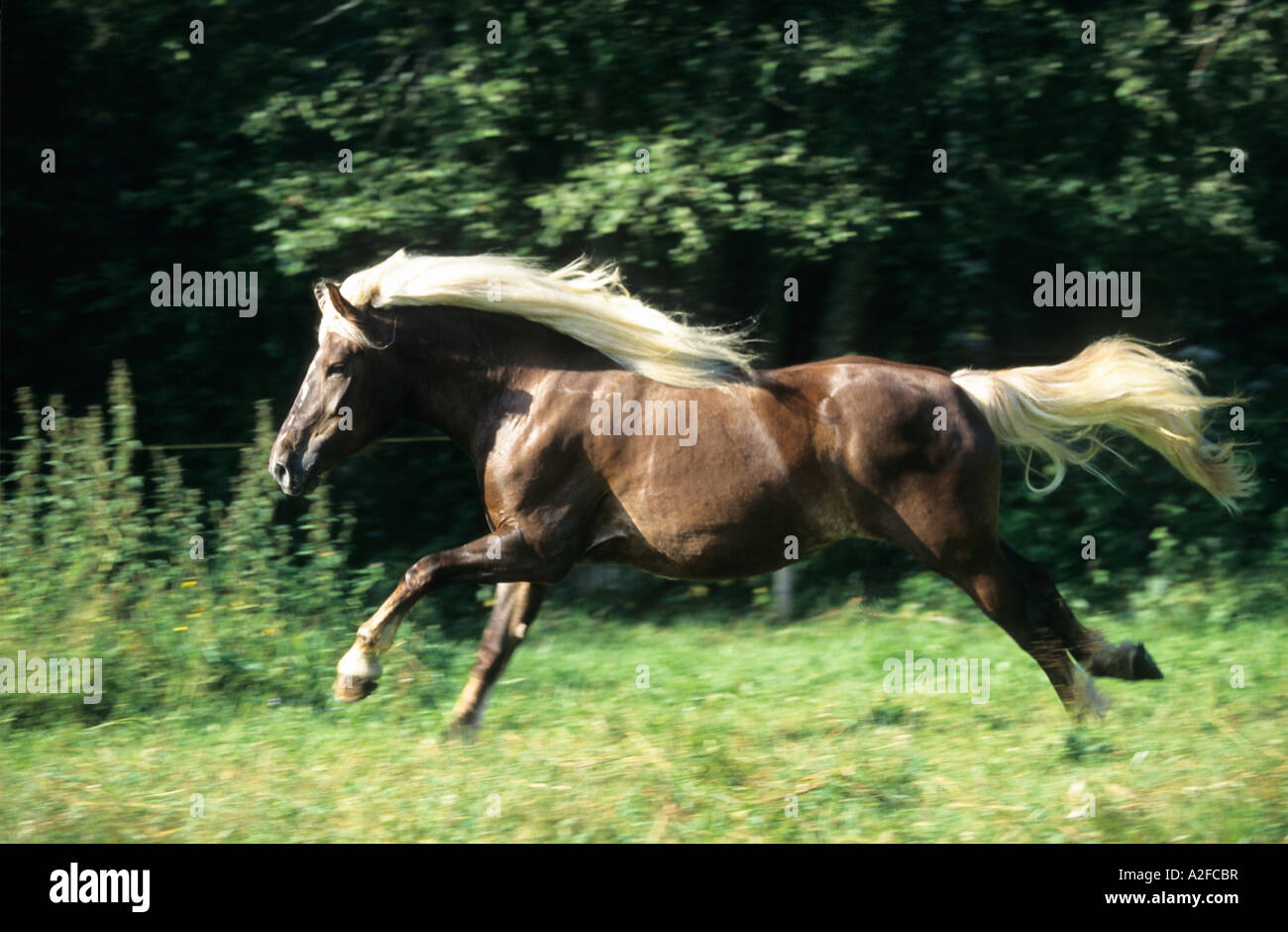 heavy horse running in a field Black Forest Draft Horse Stock Photo