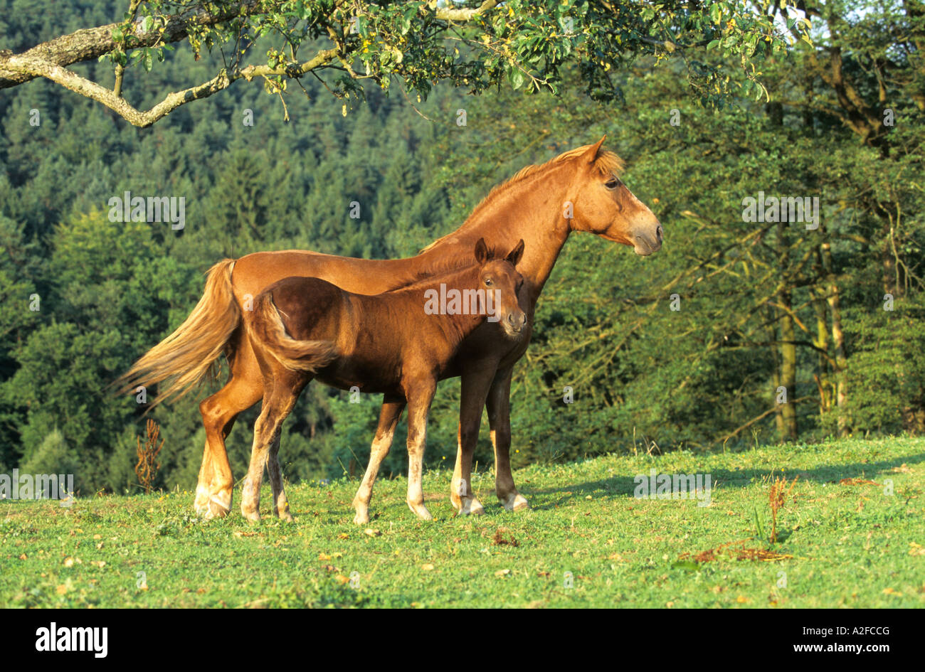 Mare And Foal In A Field Welsh Section B Stock Photo - Alamy