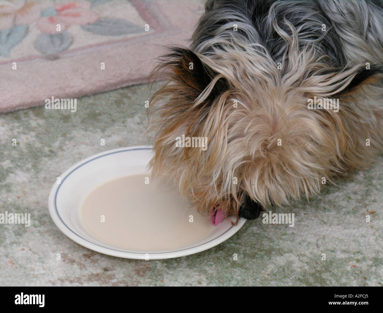 scruffy Yorkshire Terrier dog having a drink of tea from a saucer Stock Photo