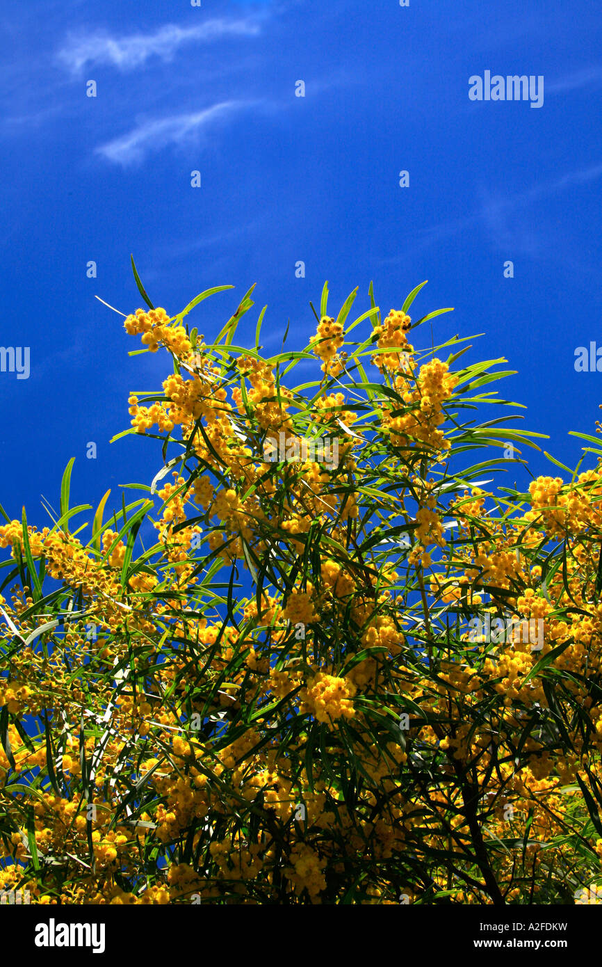 Australia s National flower the Yellow wattle tree in bloom in Australian skies Stock Photo