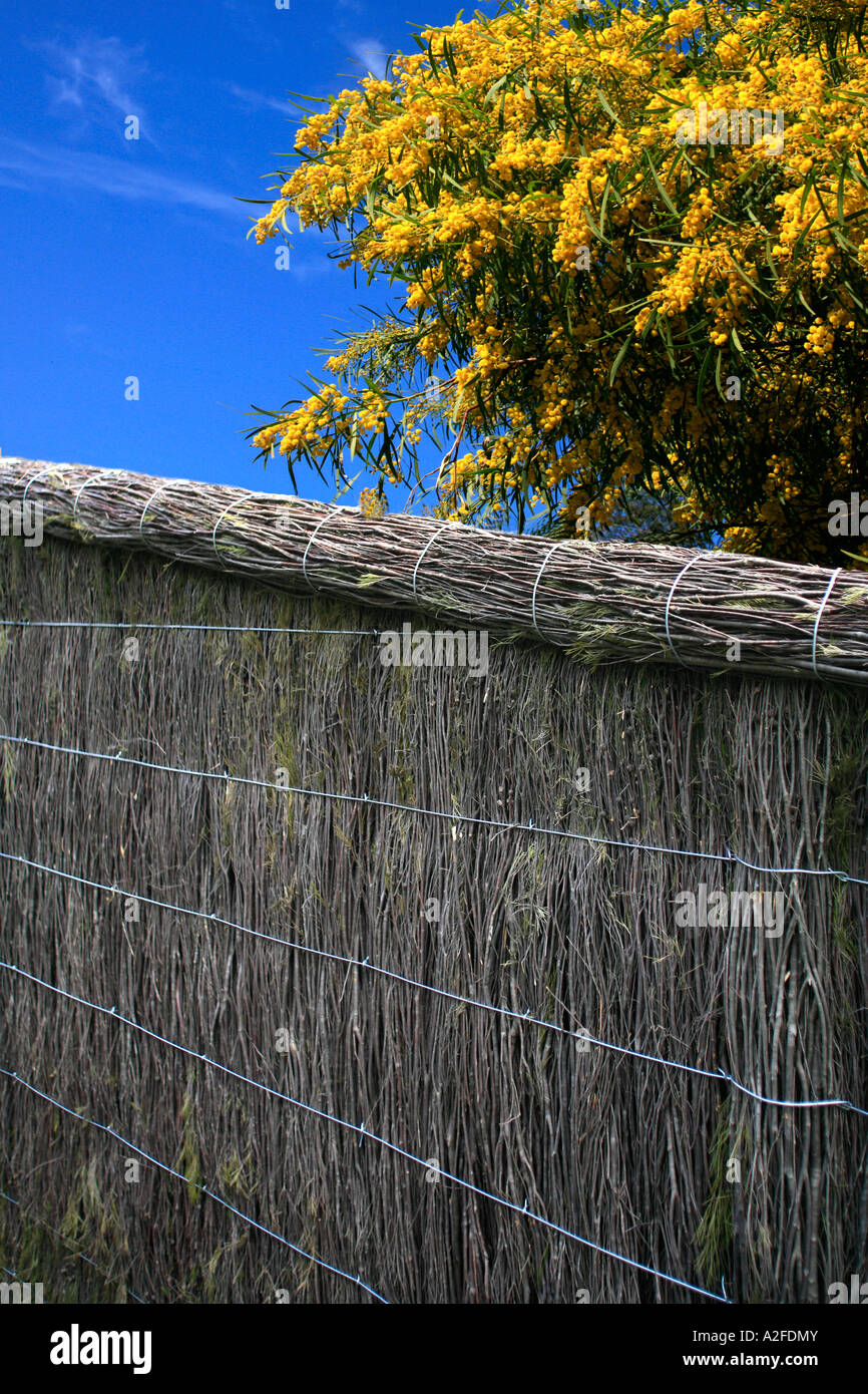 An Australian brushwood fence with wattle in flower Stock Photo