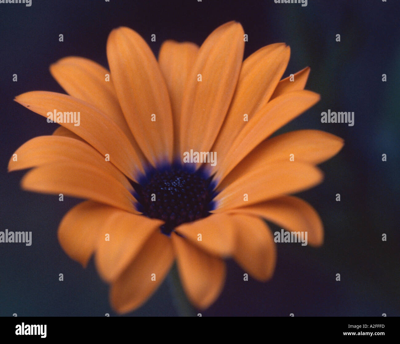 Osteospermum Orange Symphony Stock Photo - Alamy