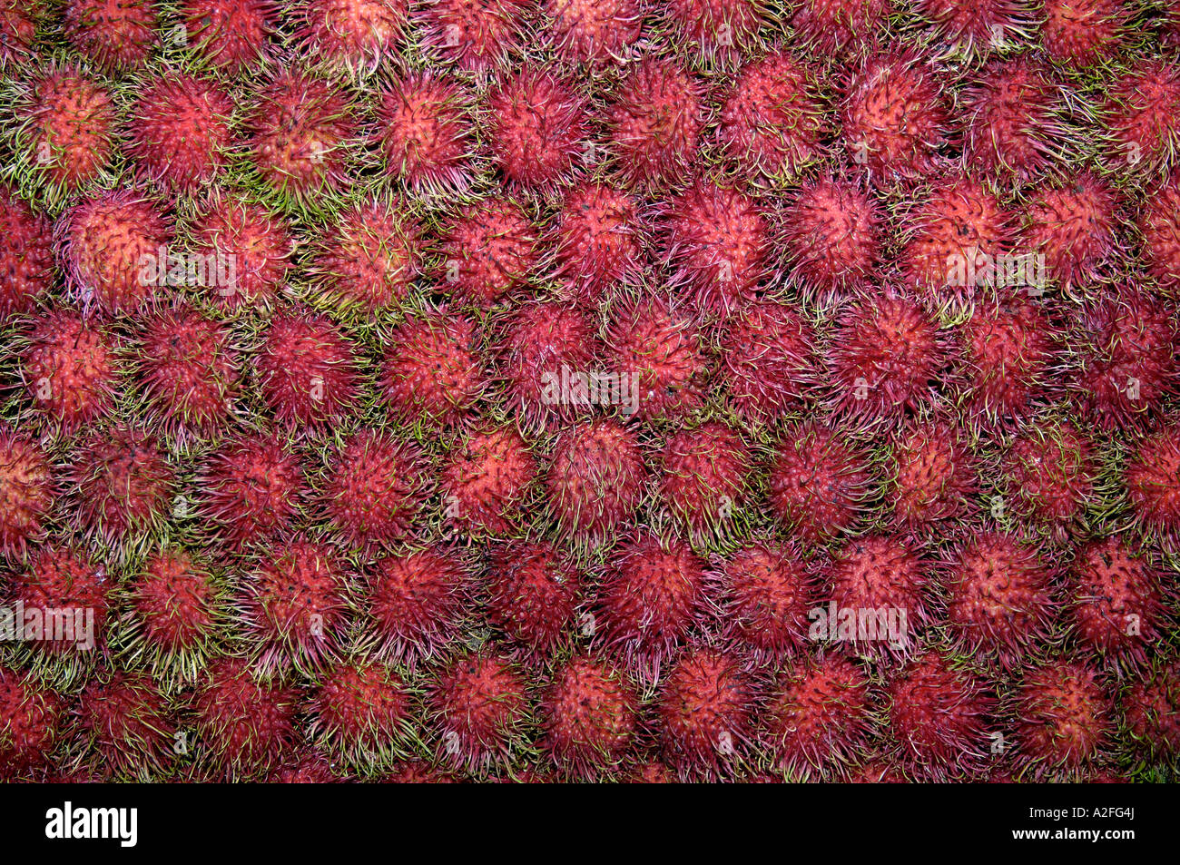 Rambutan fruits, Nephelium lappaceum Stock Photo