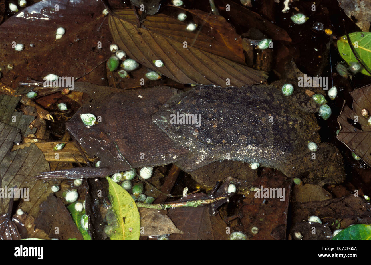 Surinam Toad Pipa pipa breeding pair in amplexus mating Tambopata Amazonia Peru Stock Photo