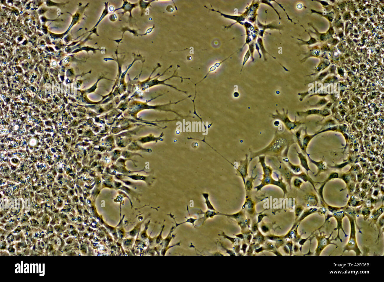 Cells in culture in vitro Stock Photo Alamy