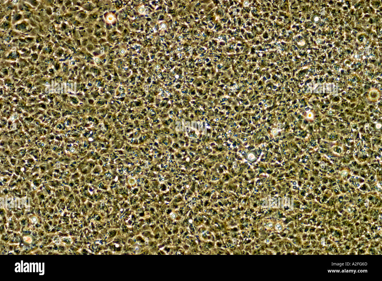 Cell division in animal cells hires stock photography and images Alamy