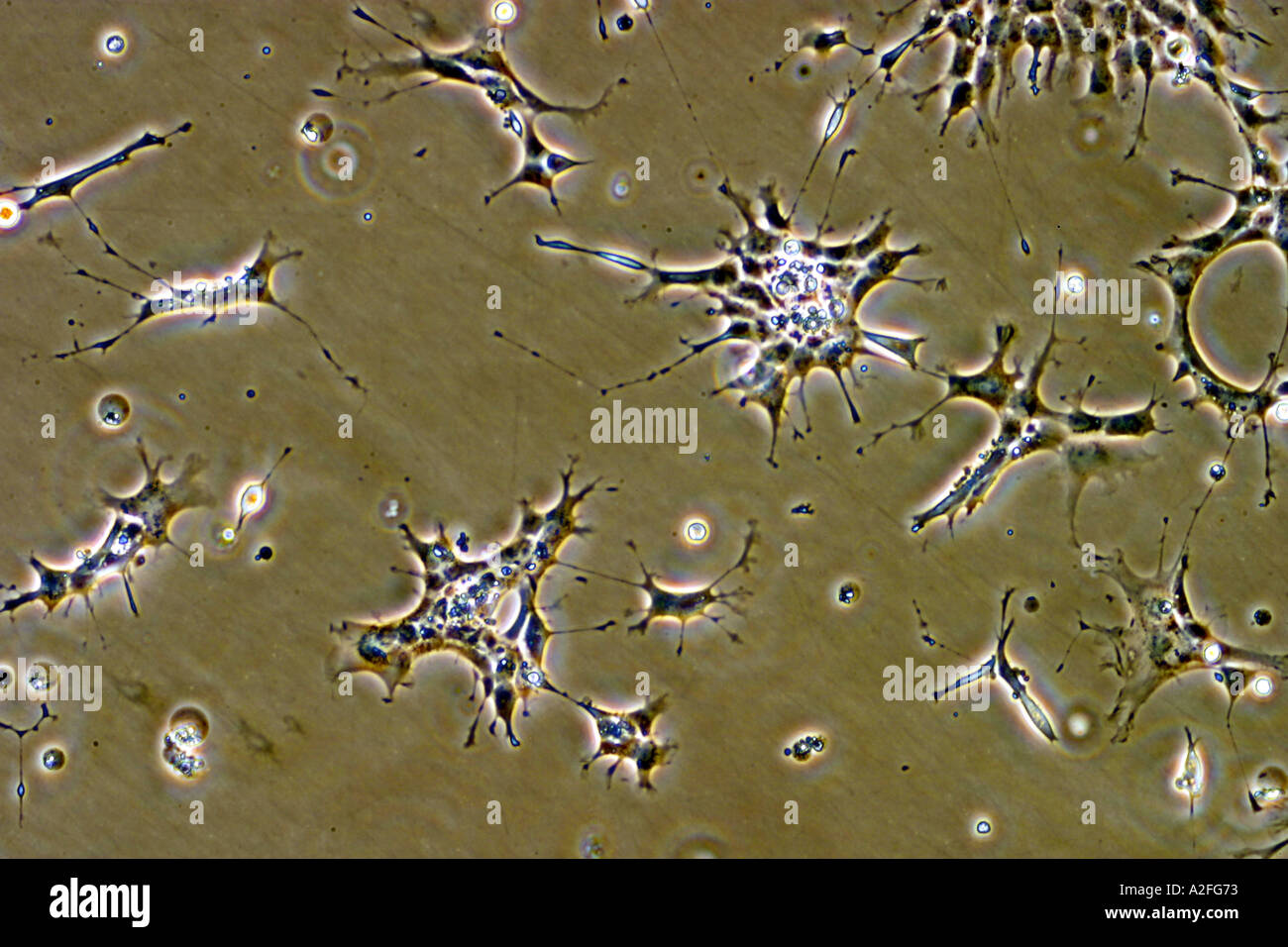 Cell division in animal cells hires stock photography and images Alamy