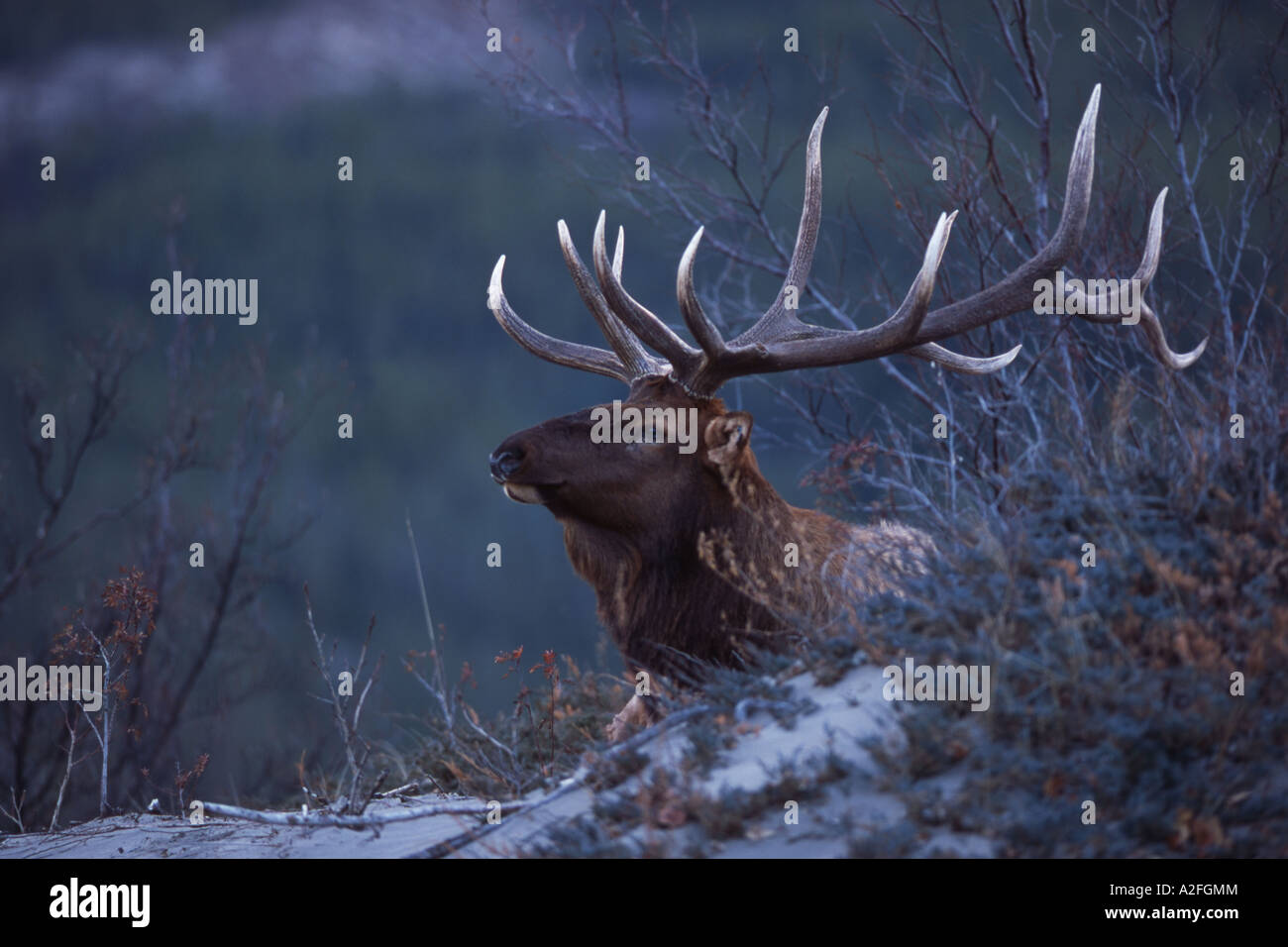 Elk, Wapiti (Cervus canadensis) Jasper National Park, Alberta, Canada, Stock Photo