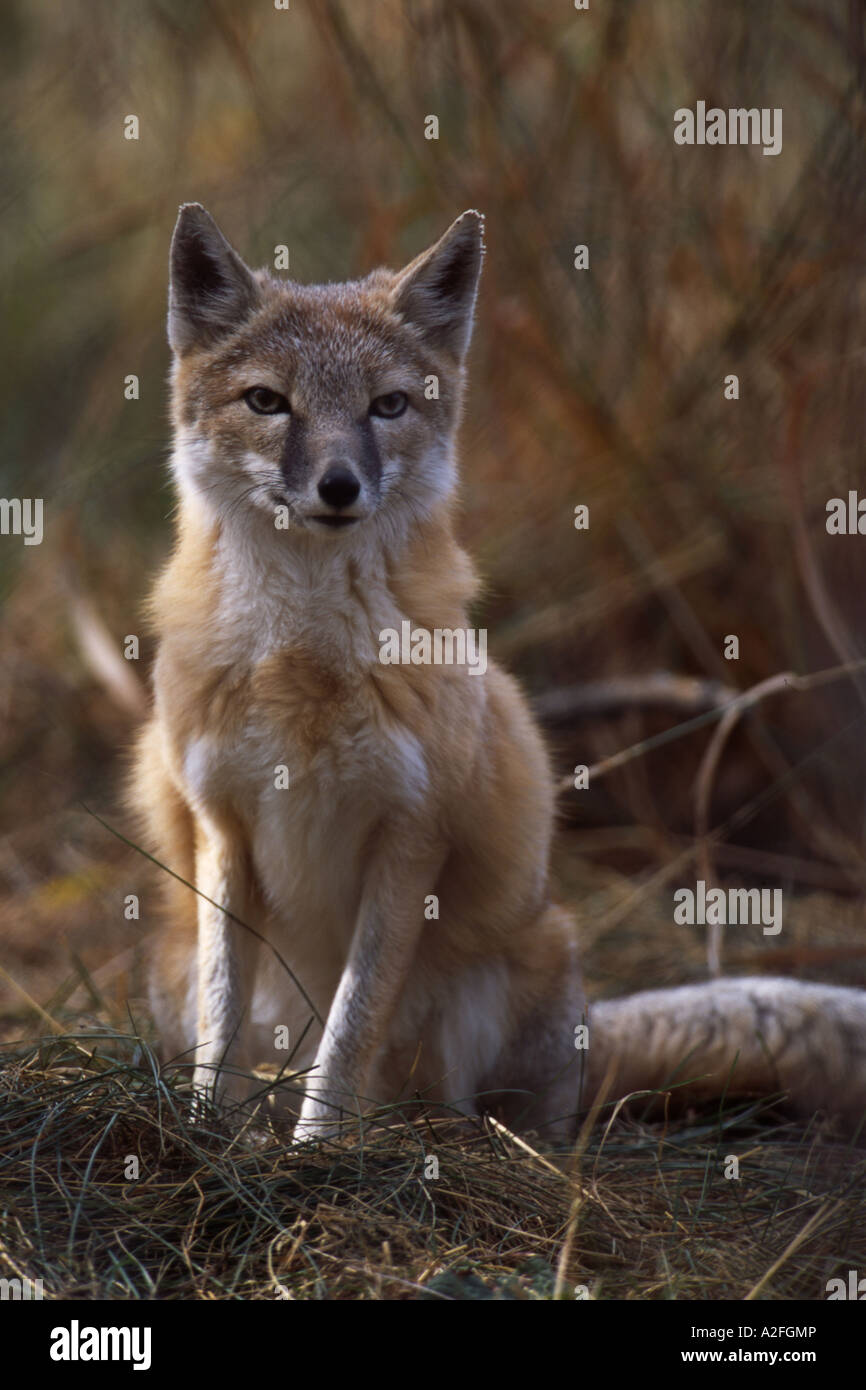 Portrait of Swift Fox (Vulpes velox) Alberta, Canada Stock Photo