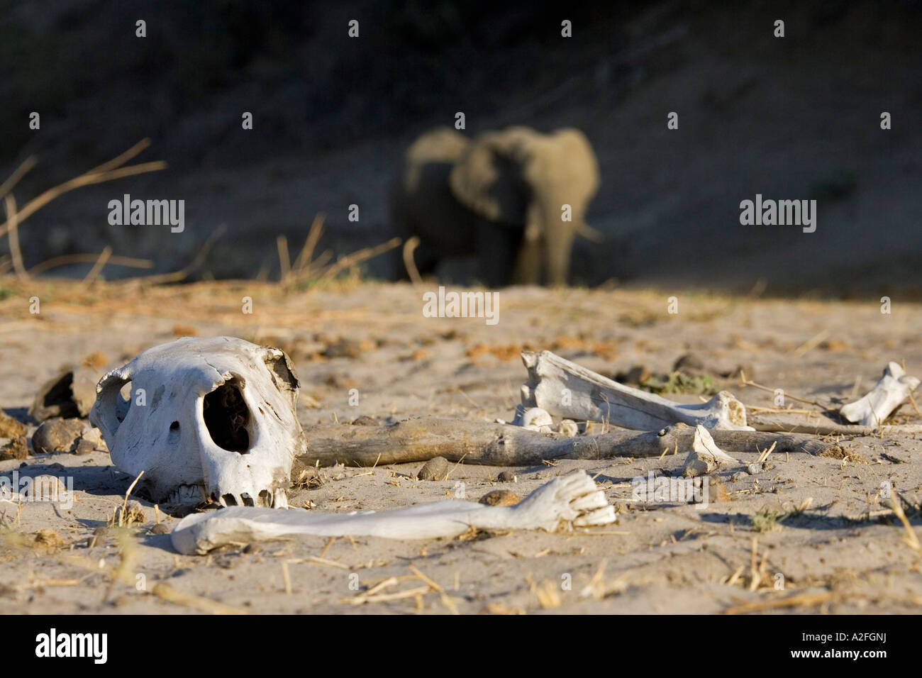 Life and death in the dry river bed of Boteti. Elephant, skull and bones. Makgadikgadi Pan National Park, Botswana, Africa Stock Photo
