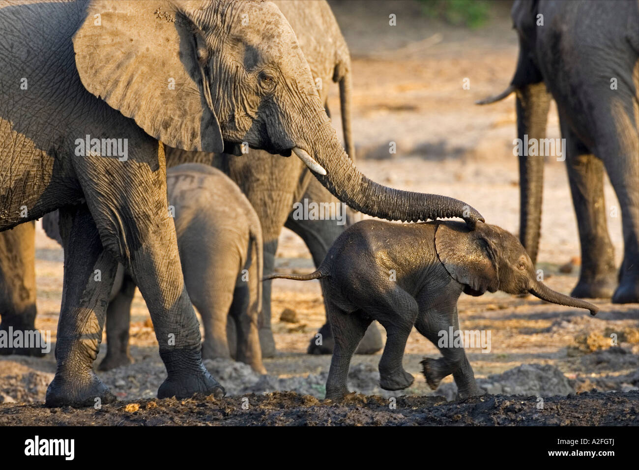 African elephants (Loxodonta africana), family Chobe National Park, Botswana, Africa Stock Photo