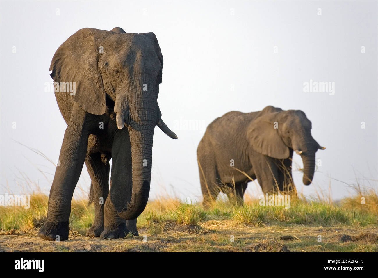African elephants bulls (Loxodonta africana) Chobe National Park, Botswana, Africa Stock Photo