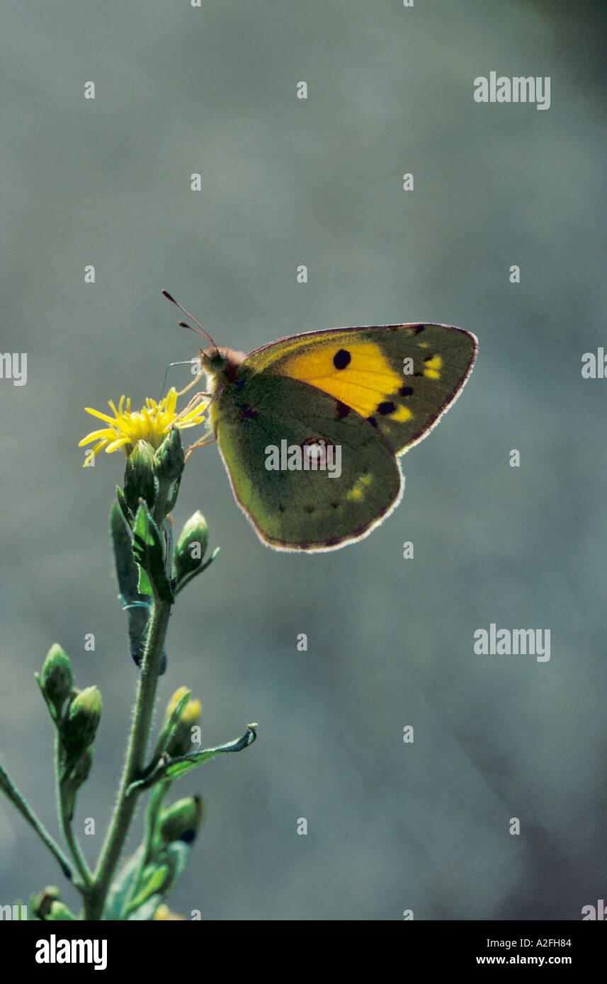 Colias croceus uk hi-res stock photography and images - Alamy