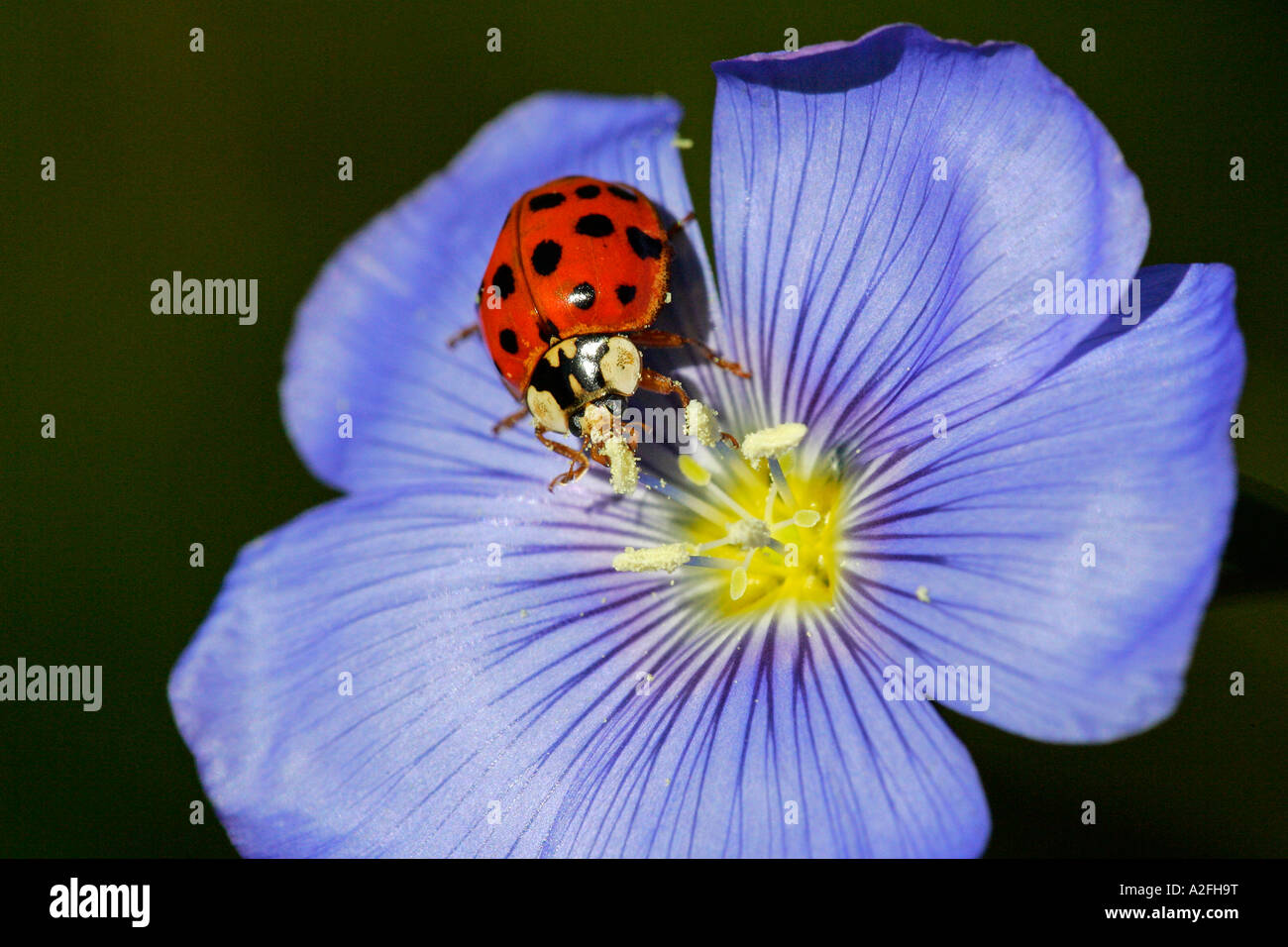 Multicolored asian lady beetle - asian ladybird (Harmonia axyridis) on a blue flax blossom (Linum perenne) Stock Photo