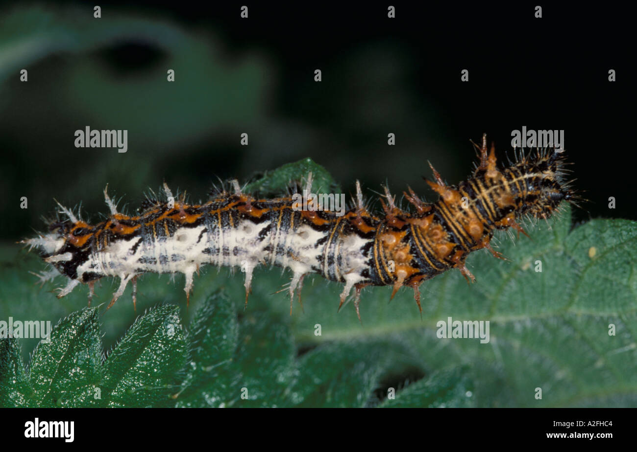 Comma Butterfly Caterpillar Polygonia c album UK Stock Photo