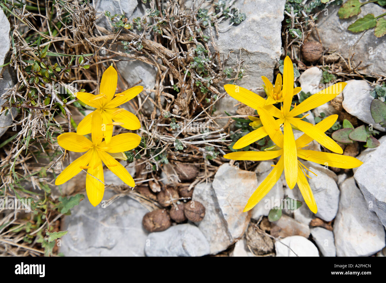 Sternbergia colchiciflora, Crete, Greece Stock Photo